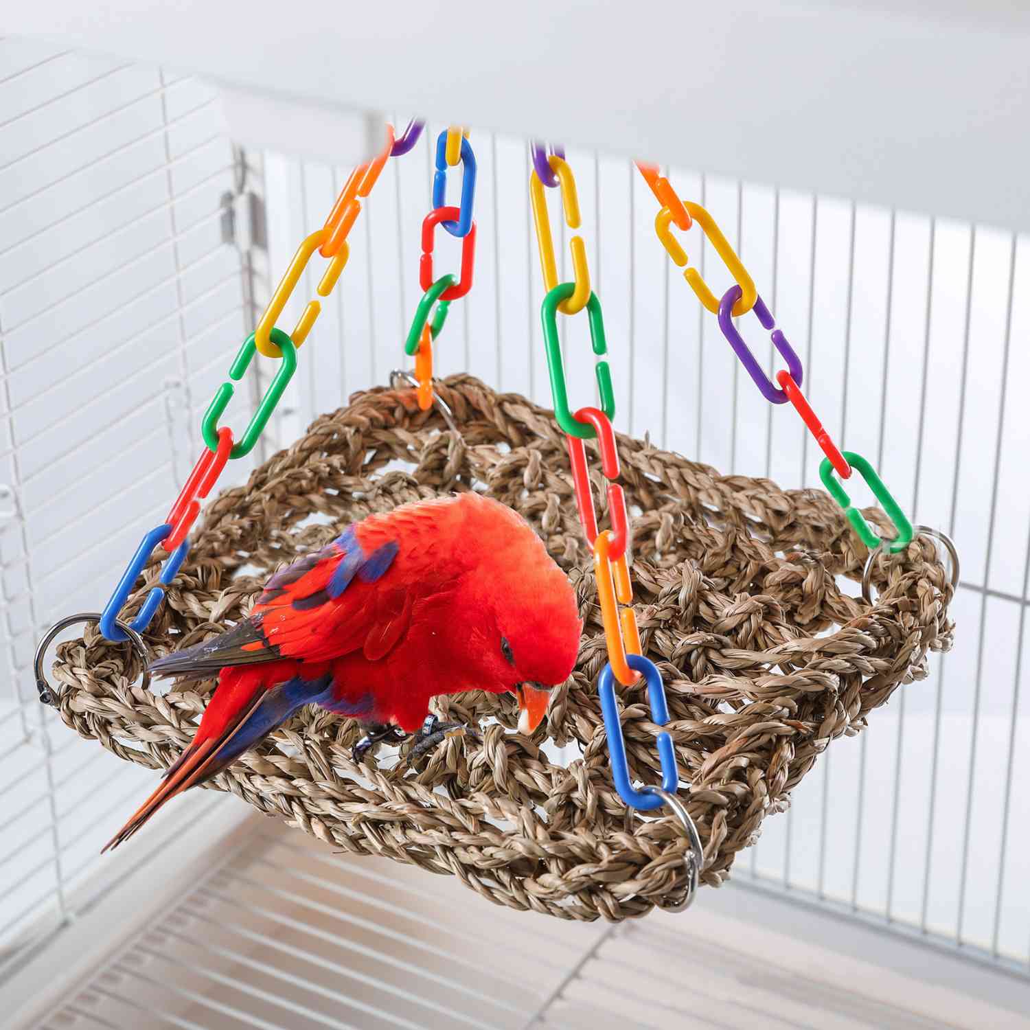 papegaai hangmat regenboog rode vogel speelt op hangmat